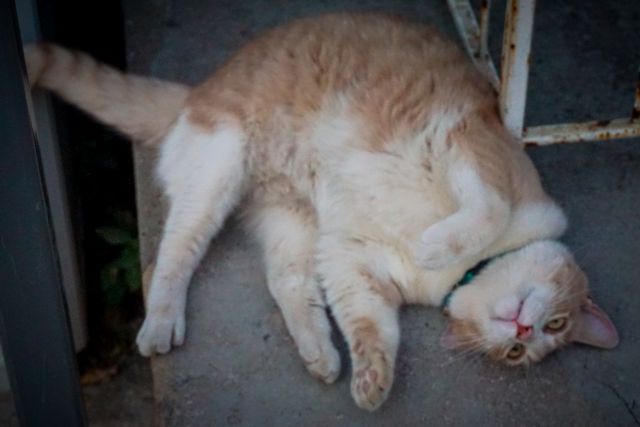 Βόλος: Σκότωσε γάτα και την πέταξε στα σκουπίδια – Θα πληρώσει 30.000 ευρώ