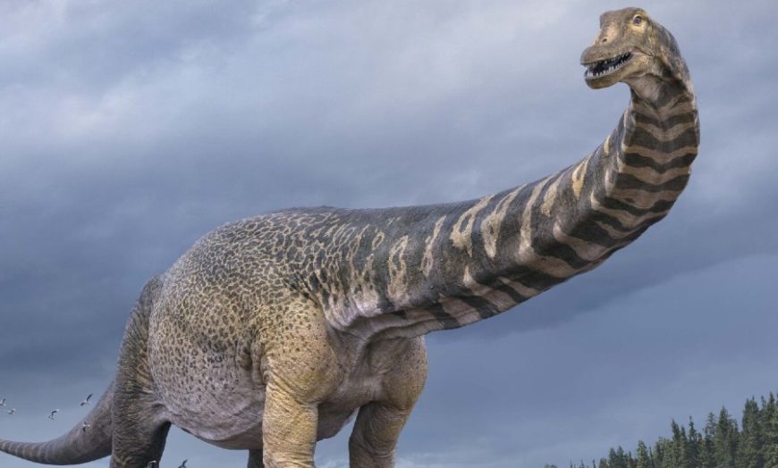 Ανακάλυψαν ίχνη του δεινόσαυρου «Αυστραλοτιτάνα» – Είχε μέγεθος γηπέδου μπάσκετ και ύψος δύο ορόφων