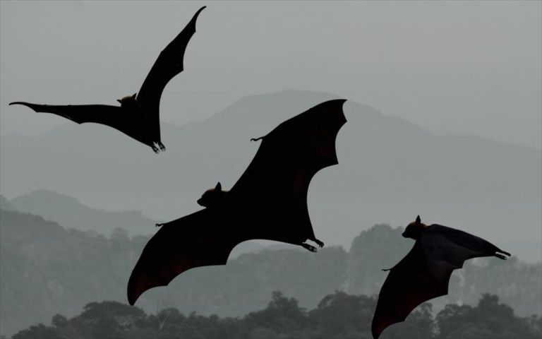 Κοροναϊός συγγενικός με το MERS βρέθηκε σε νυχτερίδες στην Ελβετία