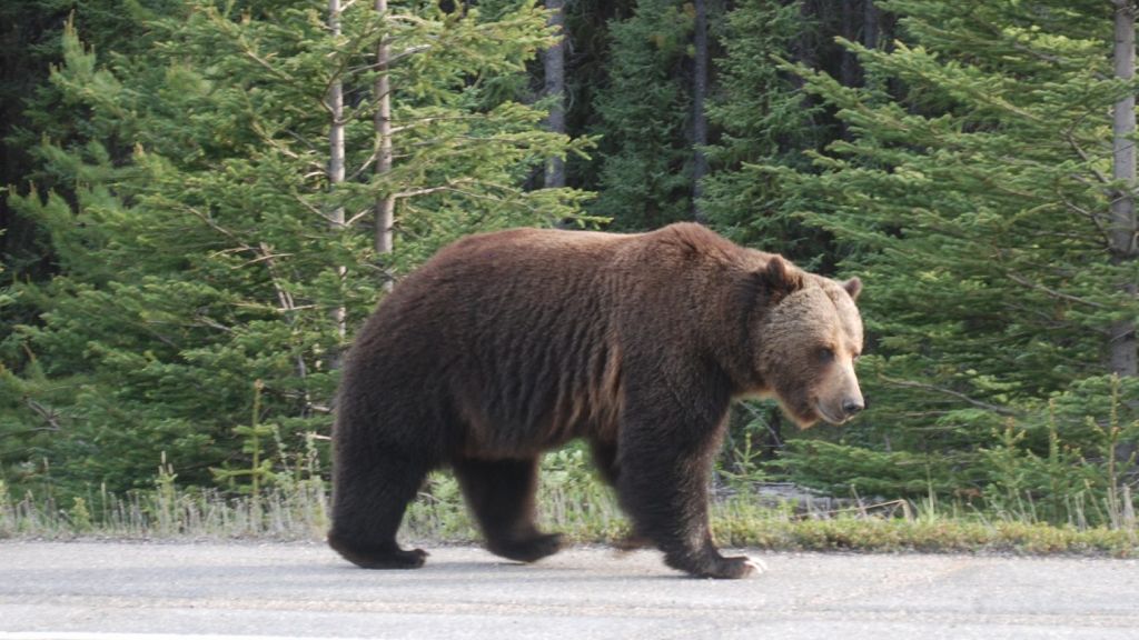 Αρκούδα σκότωσε 57χρονο στη Σλοβακία