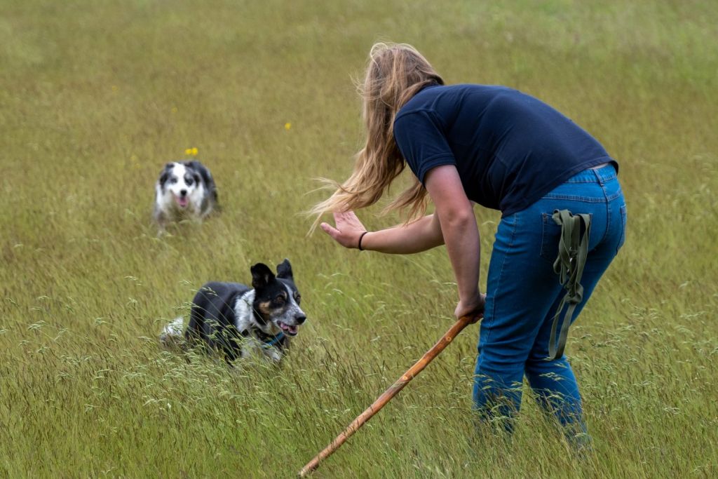 Τσοπανόσκυλο με κώφωση μαθαίνει… νοηματική για να επιστρέψει στο κοπάδι του