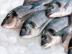 Πάνω από 7 εκατ. λαθραία τσιγάρα κρυμμένα ανάμεσα σε κατεψυγμένα ψάρια