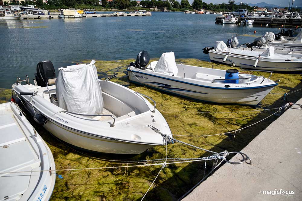 «Πράσινη παλίρροια» κατέκλυσε το λιμάνι της Πρέβεζας