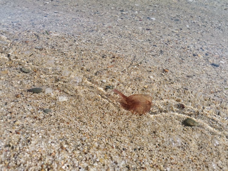 Χαλκιδική: Ανάστατοι κάτοικοι και τουρίστες από την επιδρομή τοξικών μεδουσών στις παραλίες