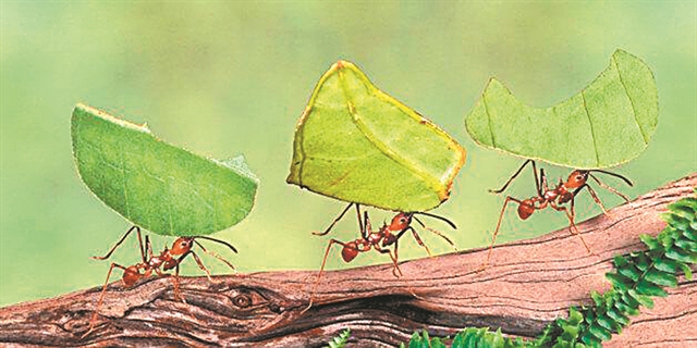 Μοχθηρός βίος