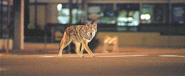 Σύγχρονη μεγαλούπολη, όπως λέμε φύση!