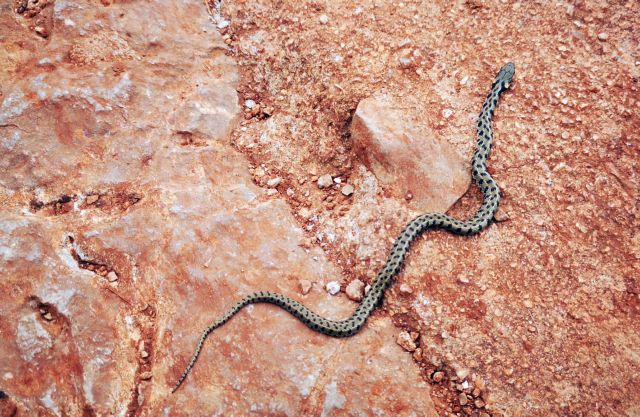 «Πάγωσε» κατασκηνώτρια – Είδε οχιά να βγαίνει από την τουαλέτα