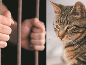 Η πρώτη προφυλάκιση για τη θανάτωση ζώου είναι γεγονός!