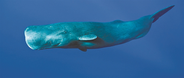 Τι γυρεύει ο Μόμπι Ντικ στο Βόρειο Αιγαίο; - Φάλαινες και δελφίνια «σαρώνουν» | tanea.gr