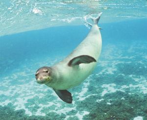 Συναγερμός στην Αρκτική: Οι φώκιες εξαφανίζονται, τα πουλιά λιγοστεύουν – Η νέα «Κόκκινη Λίστα» σοκάρει