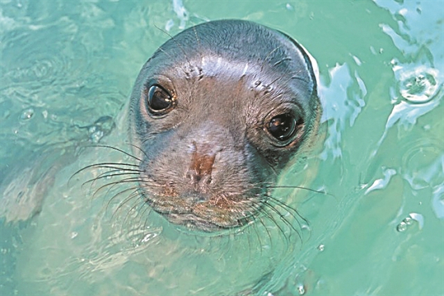 Αμοιβή για τον εντοπισμό των δολοφόνων του Κωστή