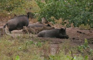 Η Περιφέρεια Αττικής τίθεται υπέρ της μετακίνησης των αγριόχοιρων