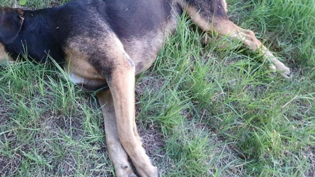 Κιλκίς – Συνελήφθη άντρας που πυροβόλησε και σκότωσε σκύλο