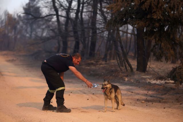 Βαρυμπόμπη – Στήνεται μηχανισμός διαχείρισης για τα πληγέντα από τη φωτιά ζώα | tanea.gr