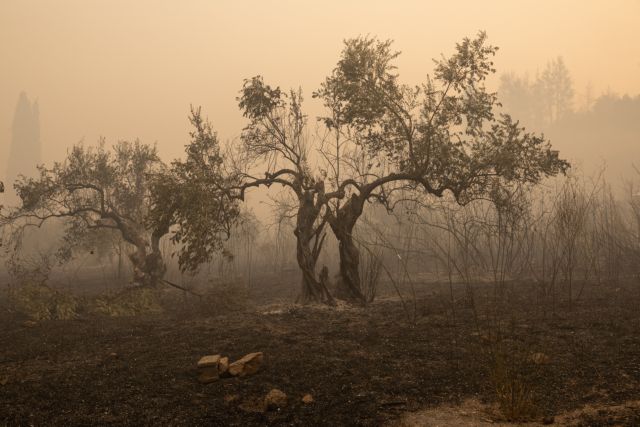 Φωτιές – Απαλλάσσονται από τον ΕΝΦΙΑ και τα αγροτεμάχια που καταστράφηκαν από τις πυρκαγιές | tanea.gr