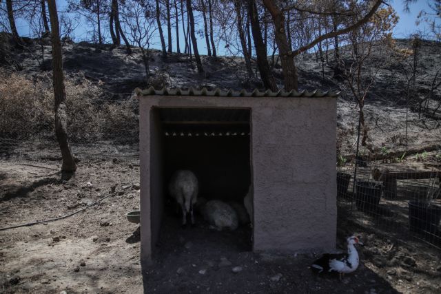 Φωτιά στα Βίλια – Στο «Φράγκειο» Δημοτικό Στάδιο η φροντίδα για τα πυρόπληκτα ζώα