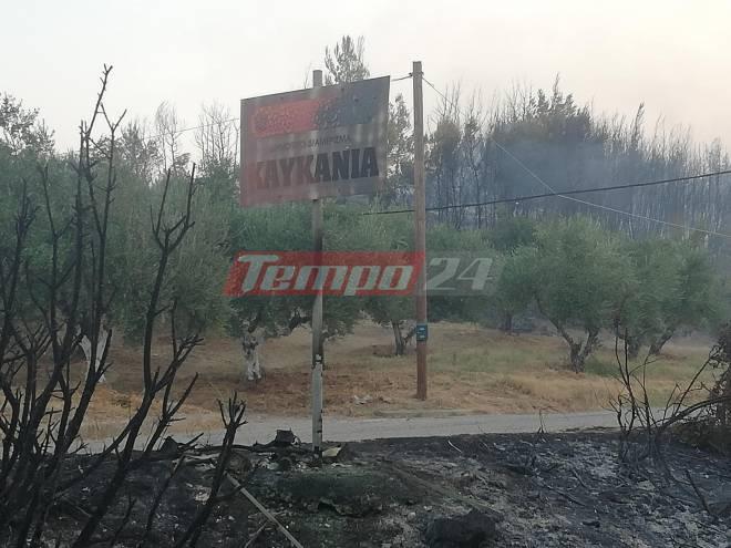 Φωτιά στην Ηλεία – Ανυπολόγιστη καταστροφή – Συγκλονίζει η προσπάθεια να σωθούν ζώα