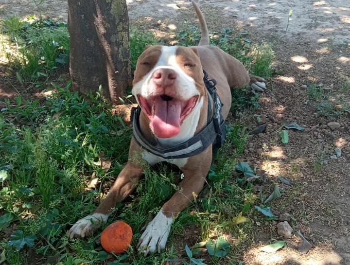 Γαλάτσι – Διαστάσεις παίρνει το θέμα με τον αστυνομικό που σκότωσε σκύλο