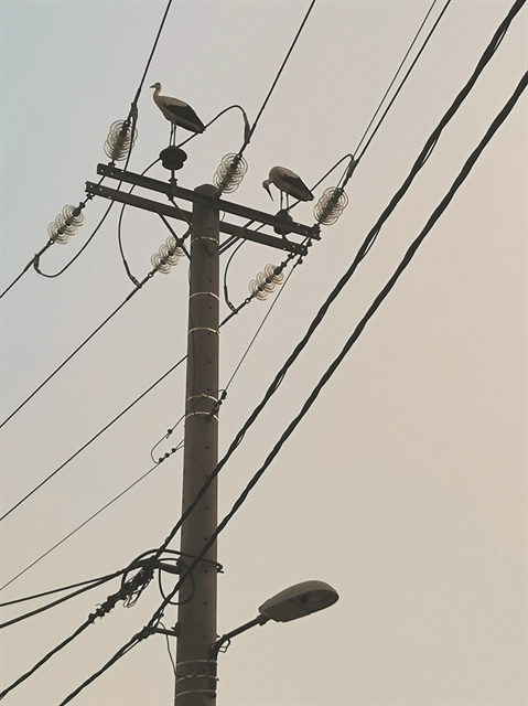 O φριχτός θάνατος των πελαργών