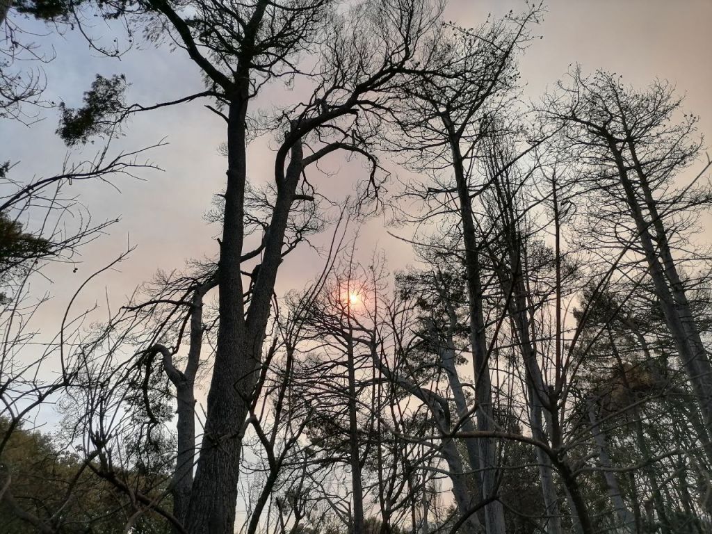 Θλιβερές εικόνες στο Κρυονέρι – Οδοιπορικό του in.gr στα καμένα