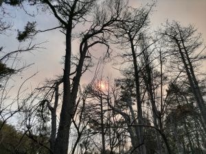 Θλιβερές εικόνες στο Κρυονέρι – Οδοιπορικό του in.gr στα καμένα