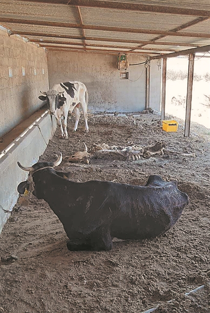 Σύλληψη 28χρονου Ιρακινού για την αιματηρή συμπλοκή στο Περιστέρι