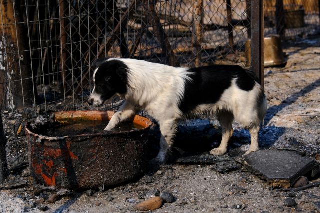Φωτιά στη Βαρυμπόμπη – Kινητοποίηση στην περιοχή για τη διάσωση των ζώων