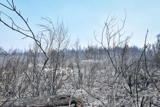 Επτά φορές μεγαλύτερος ο κίνδυνος πλημμύρας μετά τις πυρκαγιές