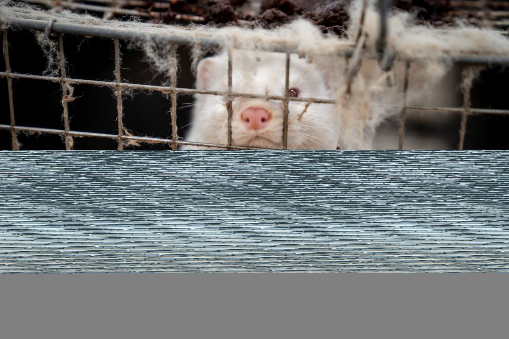 Συνέβη κι αυτό! Στην Καστοριά μινκ εισέβαλε σε σπίτια μέσα από τις τουαλέτες