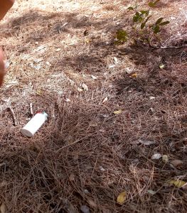 Γιατί καιγόμαστε – Οι ξερές πευκοβελόνες απειλούν το δάσος της Αίγινας