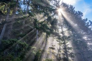 Δάση όσο το 1/4 της Ελλάδας θα φυτεύει η Κίνα κάθε χρόνο!