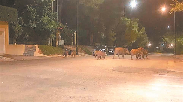 Ακυρώνεται το «σαφάρι» αγριογούρουνων