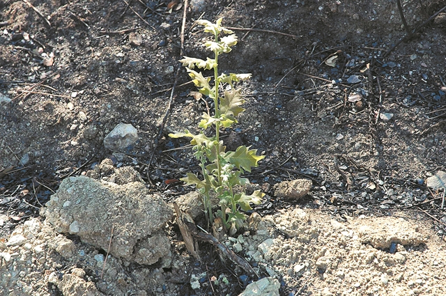 Αναδάσωση: αλήθειες και μύθοι για τα «κακά» πεύκα