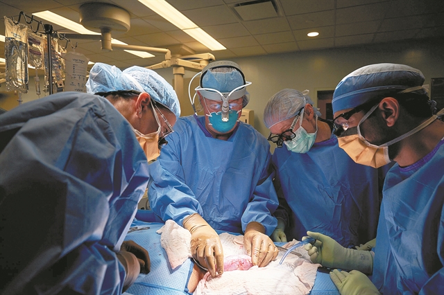 Μεταμόσχευση νεφρού από χοίρο σε άνθρωπο!