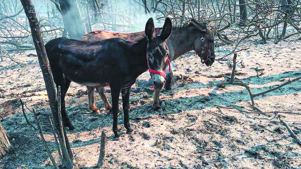 Τα άλογα της Αγίας Αννας αναζητούν νέα στέγη