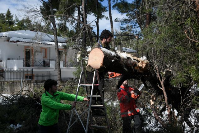Απλοποιείται η διαδικασία για  για κλάδεμα και απομάκρυνση δέντρων σε ιδιωτικές εκτάσεις