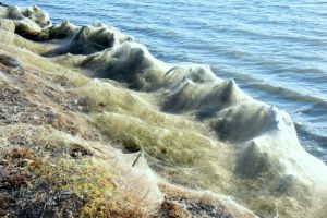Αιτωλικό – Ιστοί από αράχνες σκέπασαν τα πάντα