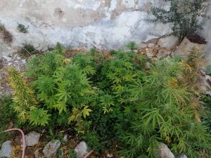 Κρήτη – Ο σεισμός αποκάλυψε… χασισοφυτεία