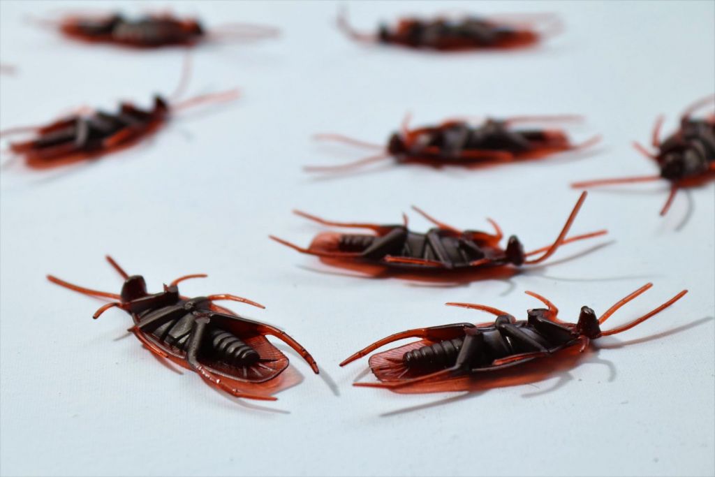 Ηράκλειο – Επιδρομή κατσαρίδων μέσα από ανοιχτά φρεάτια σε Πόρο και Πατέλες