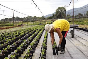 Ελληνικός Χρυσός – Η επένδυση στην Κασσάνδρα προχωρά με πρώτο μέλημα την προστασία του περιβάλλοντος