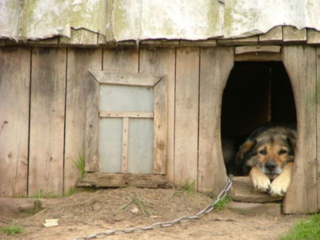 Πάτρα – Πρόστιμο μαμούθ 76.600 ευρώ σε γυναίκα που είχε μετατρέψει το σπίτι της σε κυνοκομείο