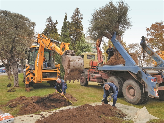 Ελιές από την Αχαΐα σε όλη την Ελλάδα