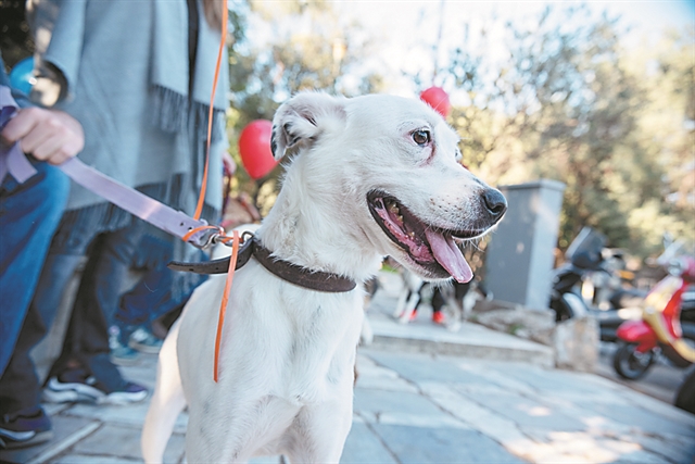 Κυριακάτικη… βόλτα για τα αδέσποτα της Αθήνας