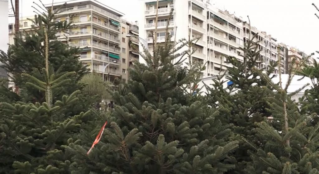 Θεσσαλονίκη – Έφτασαν τα έλατα από τον Ταξιάρχη Χαλκιδικής για τα Χριστούγεννα