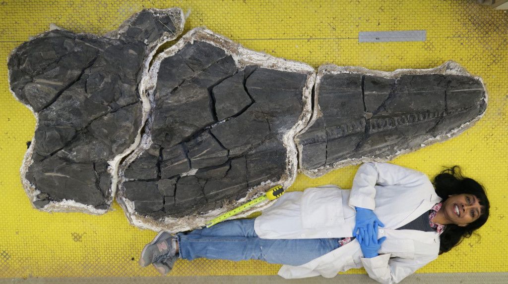 ΗΠΑ – Ανακαλύφθηκε το κρανίο του πρώτου γιγάντιου ζώου της Γης –  Είναι ενός ιχθυόσαυρου