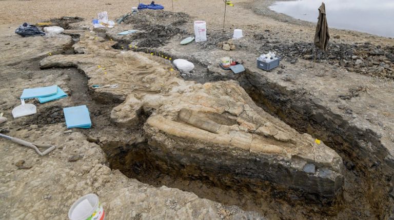 Επιστήμονες στη Βρετανία ανακάλυψαν τον μεγαλύτερο θαλάσσιο προϊστορικό δεινόσαυρο | tanea.gr