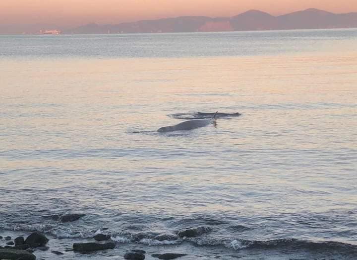 Ευχάριστα νέα για τη φάλαινα: Ανταποκρίνεται στην ιατρική αγωγή και μεταφέρεται σε βαθύτερη περιοχή | tanea.gr