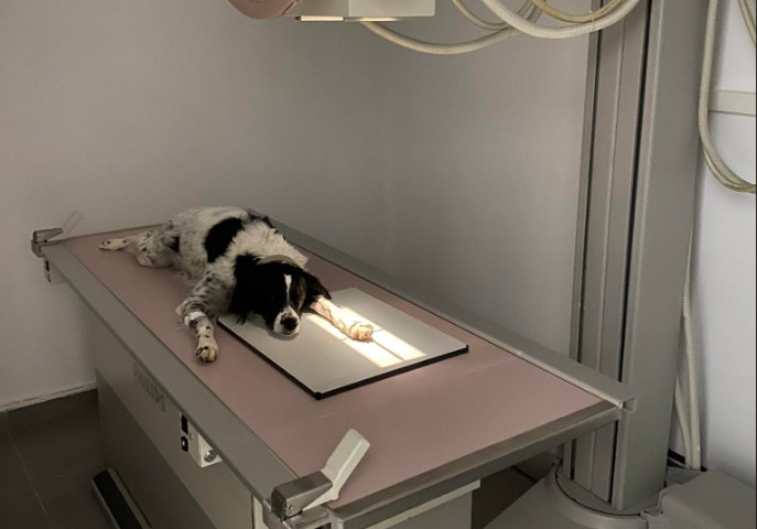 Δεν λειτουργούσε το ακτινολογικό και τον έστειλαν για ακτινογραφία στον κτηνίατρο