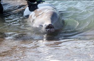 Φάλαινα στον Αλιμο: «Μάχη» από κτηνίατρους για να σωθεί το τραυματισμένο θηλαστικό