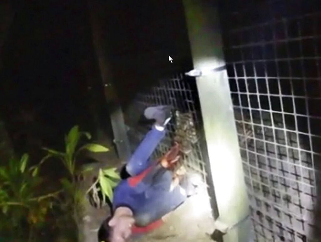 Η στιγμή που η τίγρη επιτέθηκε στον εργαζόμενο σε ζωολογικό κήπο